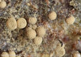 Attēlu rezultāti vaicājumam “Cribraria intricata spores”