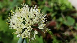 Attēlu rezultāti vaicājumam “Allium cepa flower”