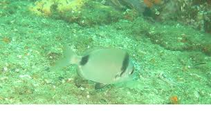 Image result for Diplodus vulgaris