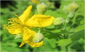 Image result for Chelidonium majus