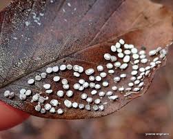 Attēlu rezultāti vaicājumam “Diderma hemisphaericum”