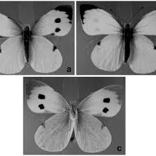 Attēlu rezultāti vaicājumam “Pieris rapae male”