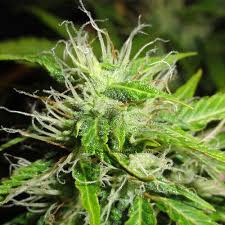 Attēlu rezultāti vaicājumam “Cannabis sativa fruit”