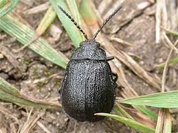 Attēlu rezultāti vaicājumam “Galeruca tanaceti”