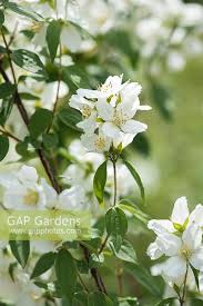 Attēlu rezultāti vaicājumam “Philadelphus lemoinei flower”