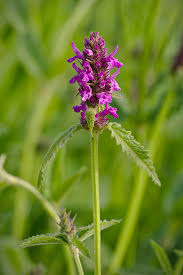 Attēlu rezultāti vaicājumam “Stachys officinalis”
