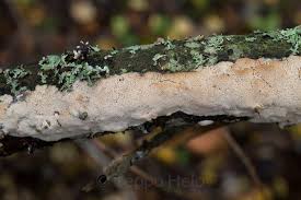 Attēlu rezultāti vaicājumam “Ceriporiopsis resinascens”