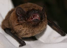 Attēlu rezultāti vaicājumam “Nyctalus leisleri”