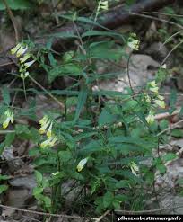 Attēlu rezultāti vaicājumam “Melampyrum pratense leaf”