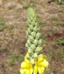 Attēlu rezultāti vaicājumam “Verbascum thapsus bud”