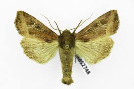 Attēlu rezultāti vaicājumam “Celaena leucostigma”