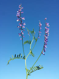 Attēlu rezultāti vaicājumam “Vicia tenuifolia flower”