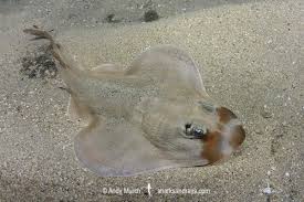 Image result for Myliobatis freminvillei