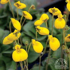 Image result for Calceolaria