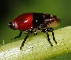 Attēlu rezultāti vaicājumam “Aphrophora nymph”