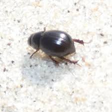 Attēlu rezultāti vaicājumam “Aegialia arenaria”