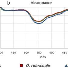 Attēlu rezultāti vaicājumam “Oenothera rubricauli flower”