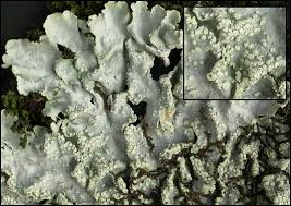 Attēlu rezultāti vaicājumam “Punctelia subrudecta”