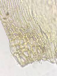 Attēlu rezultāti vaicājumam “Callicladium haldanianum”