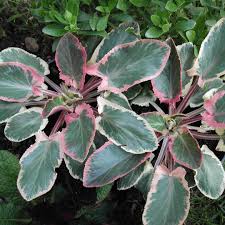 Attēlu rezultāti vaicājumam “Eryngium planum leaf”