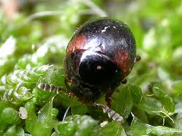 Attēlu rezultāti vaicājumam “Anisotoma humeralis”