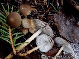 Attēlu rezultāti vaicājumam “Strobilurus esculentus”