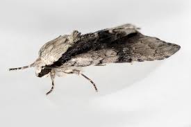 Attēlu rezultāti vaicājumam “Acronicta alni”