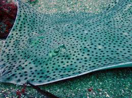 Image result for Raja montagui