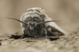 Attēlu rezultāti vaicājumam “Cossidae”