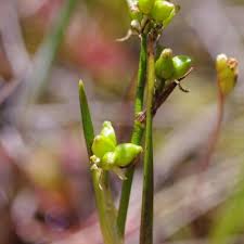 Attēlu rezultāti vaicājumam “Scheuchzeria palustris flower”