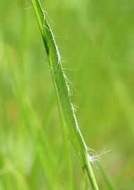 Attēlu rezultāti vaicājumam “Luzula campestris”