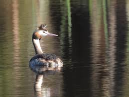 Attēlu rezultāti vaicājumam “Podiceps cristatus adult”