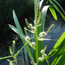 Attēlu rezultāti vaicājumam “Sparganium neglectum”