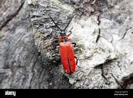 Attēlu rezultāti vaicājumam “Lygistopterus sanguineus”