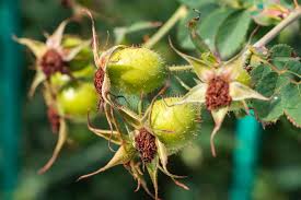 Attēlu rezultāti vaicājumam “Rosa villosa”