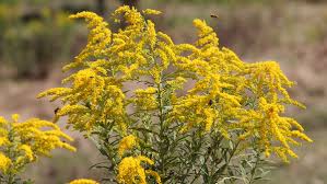 Attēlu rezultāti vaicājumam “Solidago virgaurea flower”