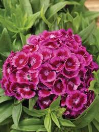 Image result for Dianthus barbatus