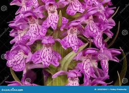 Attēlu rezultāti vaicājumam “Dactylorhiza majalis subsp. baltica bud”