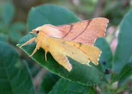 Attēlu rezultāti vaicājumam “Ennomos erosaria”