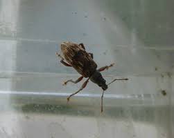 Attēlu rezultāti vaicājumam “Polydrusus tereticollis”