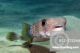 Image result for Diodon hystrix