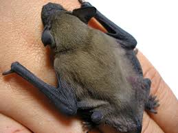 Attēlu rezultāti vaicājumam “Nyctalus leisleri”