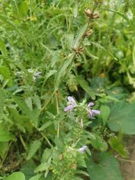 Image result for Dracocephalum moldavicum