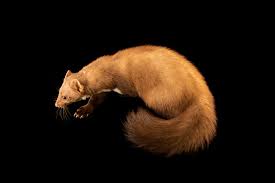 Attēlu rezultāti vaicājumam “Martes foina”