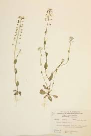 Attēlu rezultāti vaicājumam “Cruciferae”