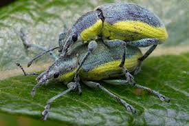 Attēlu rezultāti vaicājumam “Chlorophanus viridis”