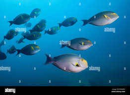 Image result for Acanthurus xanthopterus