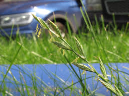 Attēlu rezultāti vaicājumam “Lolium perenne”