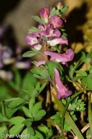 Attēlu rezultāti vaicājumam “Corydalis solida fruit”