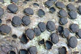 Attēlu rezultāti vaicājumam “Diatrype disciformis”